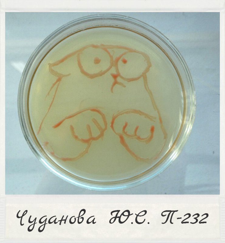 Чашка петри рисунок. Рисунки бактериями на чашках Петри. Рисование в чашках Петри. Картины на чашках Петри.