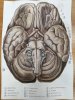 Анатомия в красках и скульптуре глазами будущих врачей фото 2